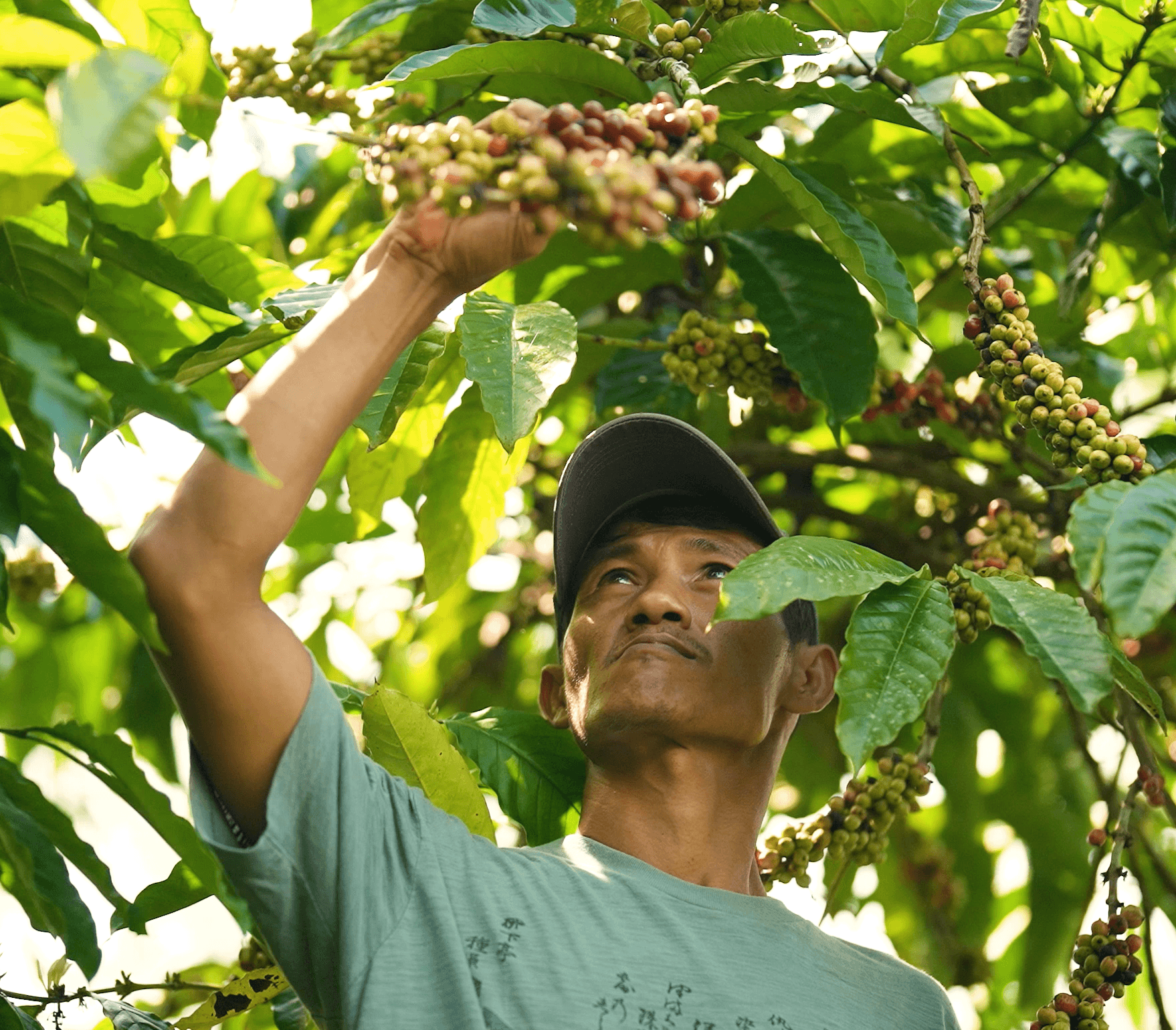 Petani kopi memanen ceri matang untuk rantai dagang green bean