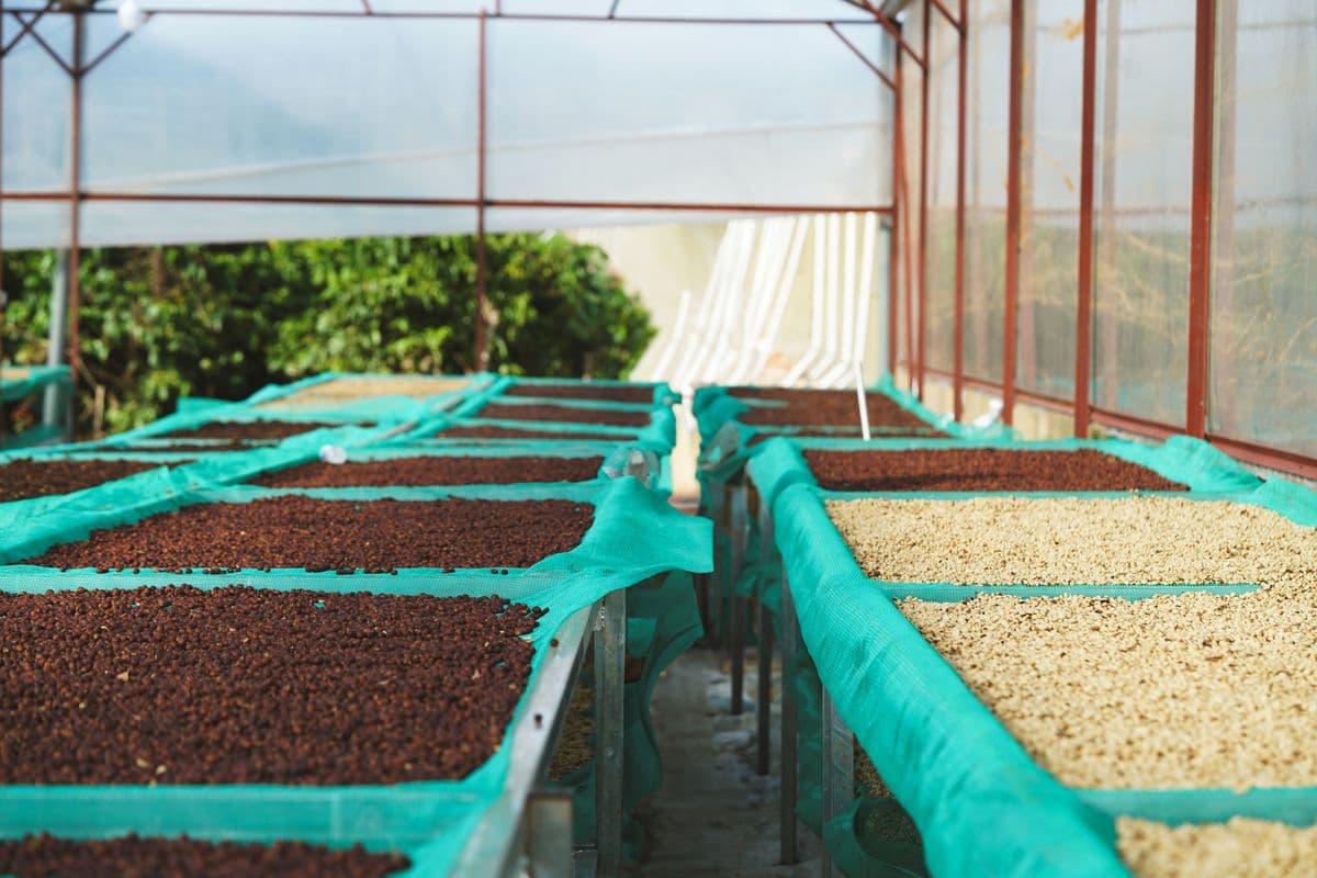Gayo Yellow Honey, green bean Honey dari Bener Meriah
