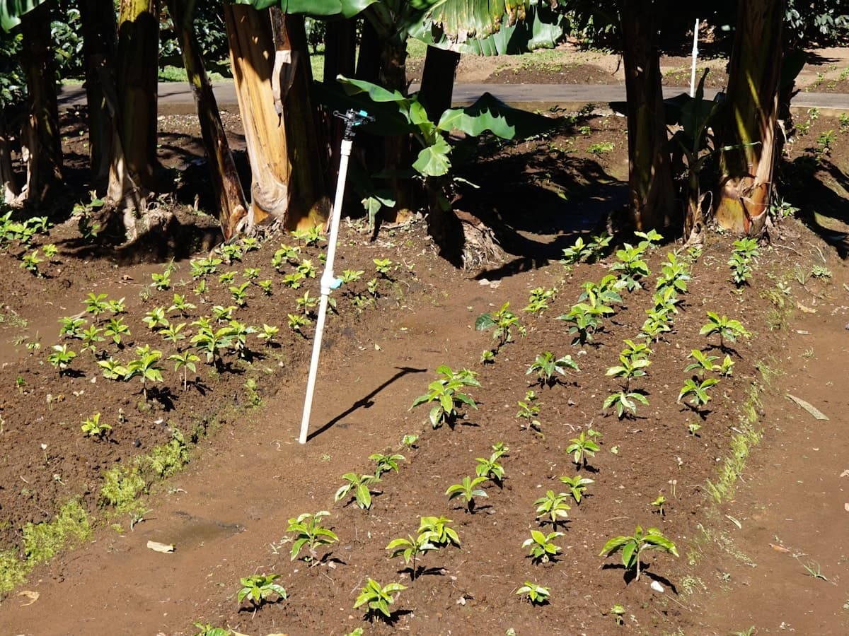 Meranti Liberica Natural, green bean Natural dari Kepulauan Meranti