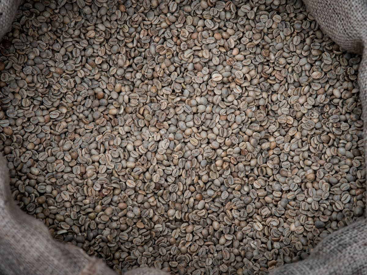 Gayo Washed Arabica, green bean Washed dari Aceh Tengah